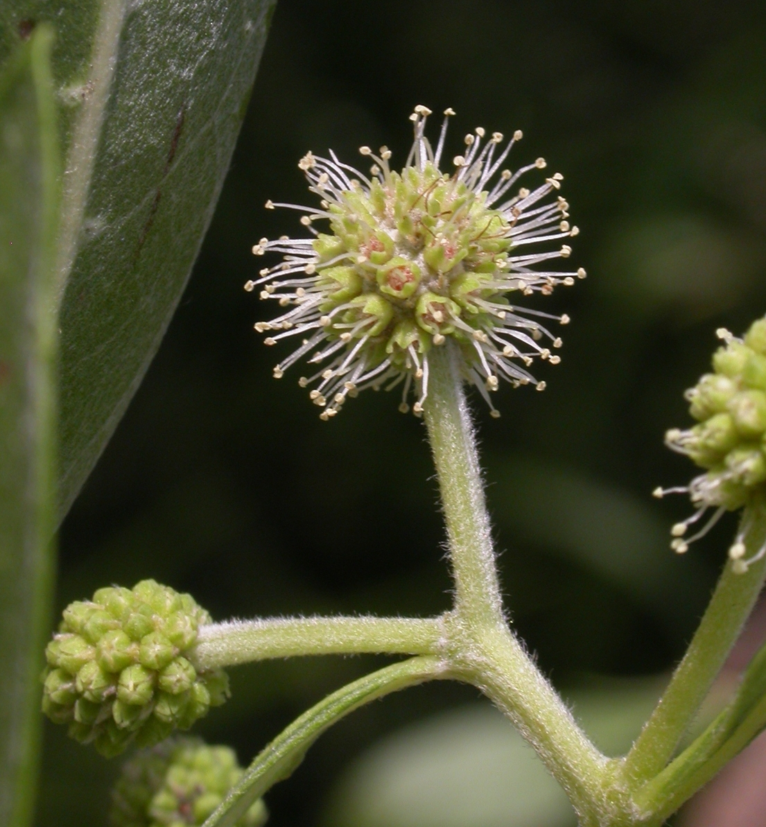 Combretaceae Conocarpus erectus