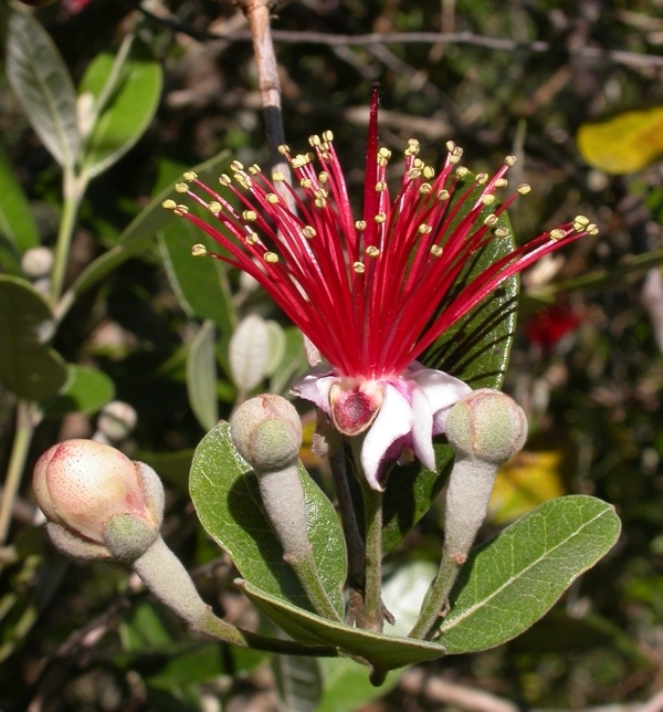 Myrtaceae Acca sellowiana