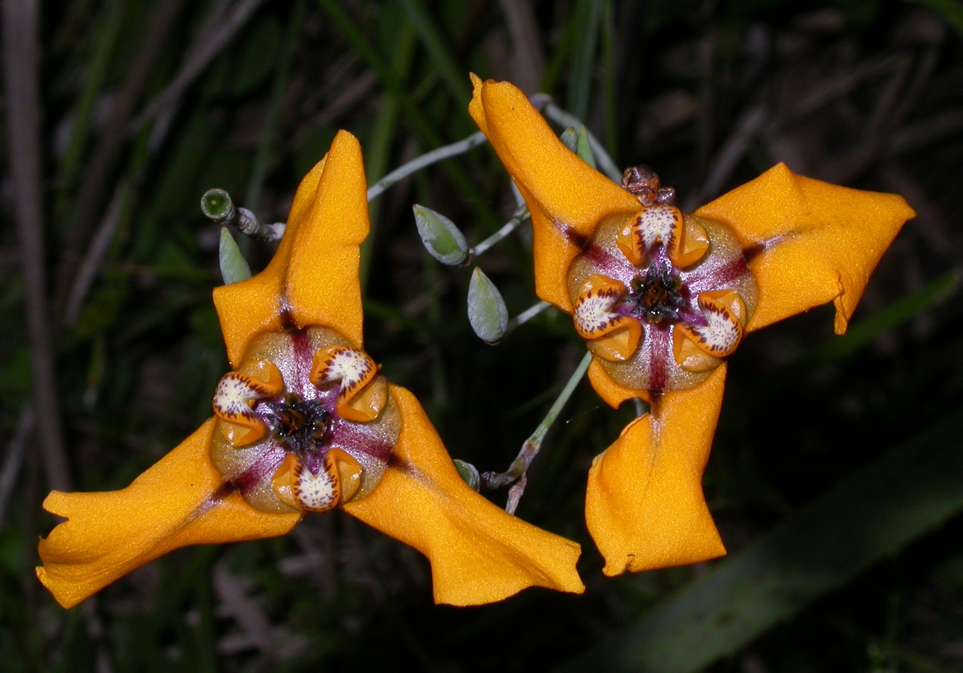 Iridaceae Cypella herbetii