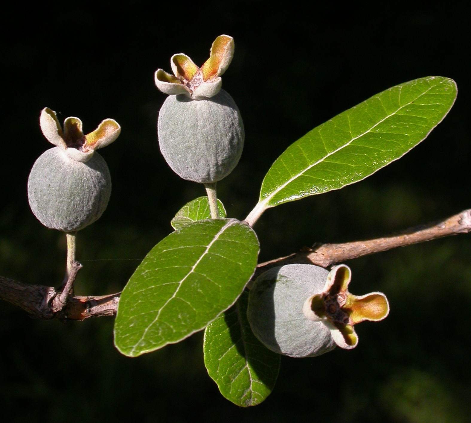 Myrtaceae Acca sellowiana