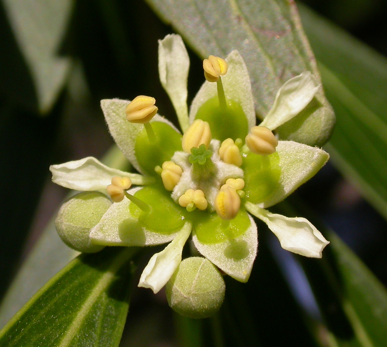 Quillajaceae Quillaja brasiliensis