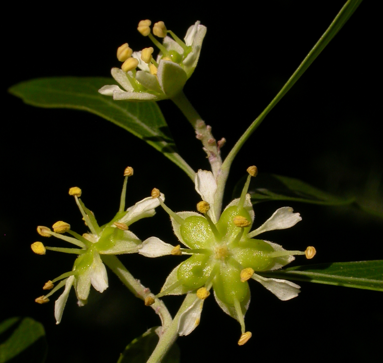 Quillajaceae Quillaja brasiliensis