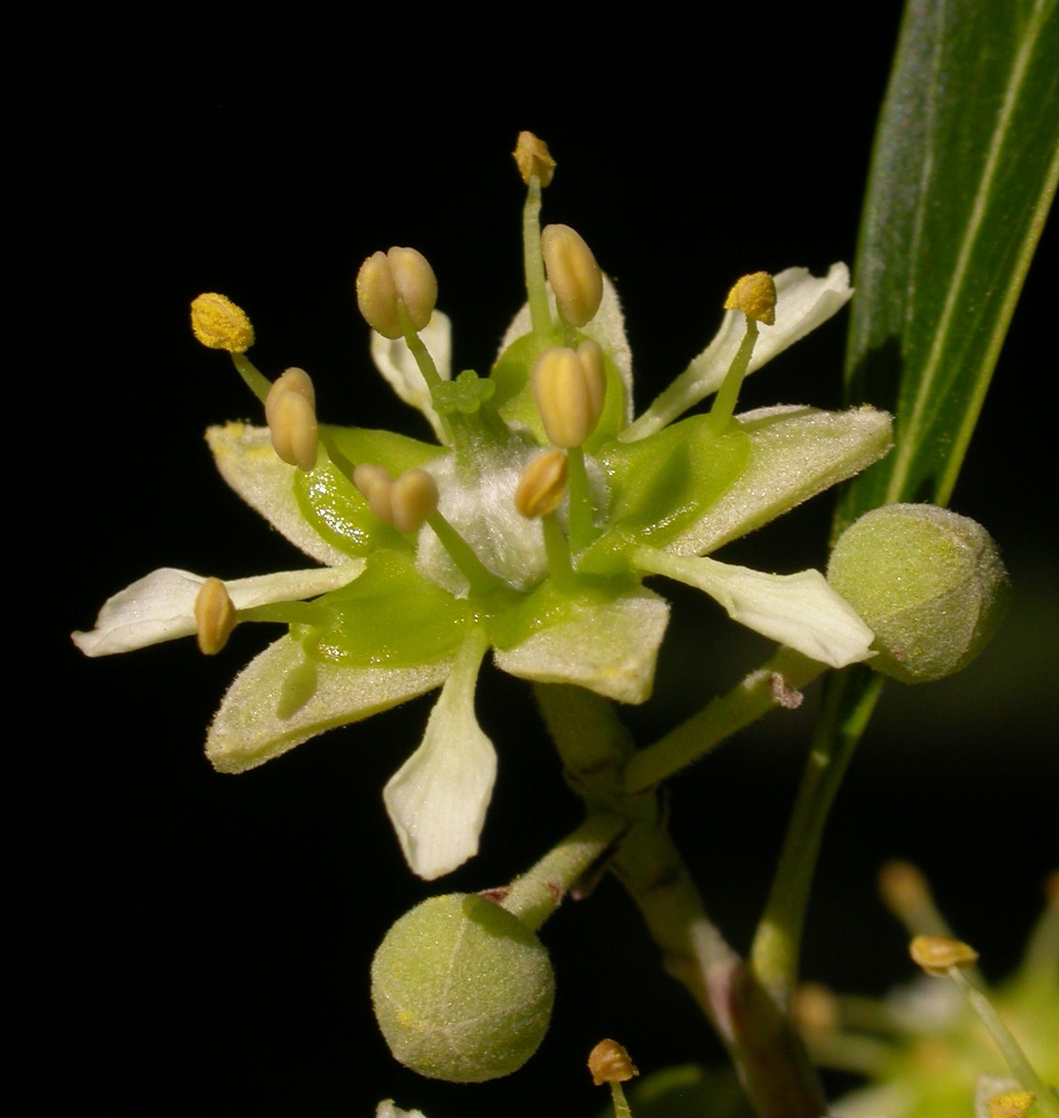 Quillajaceae Quillaja brasiliensis