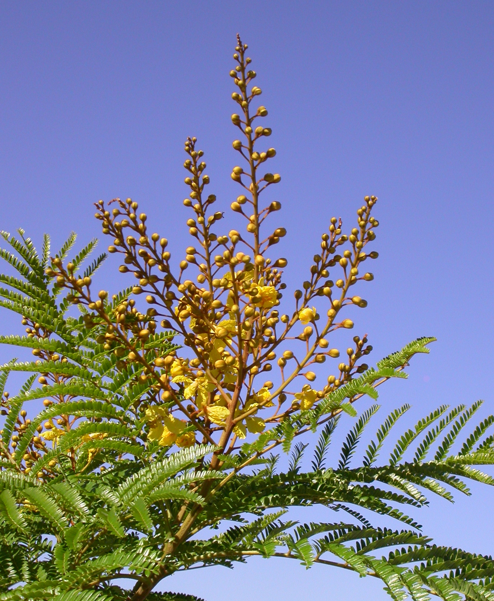 Fabaceae Peltophorum dubium