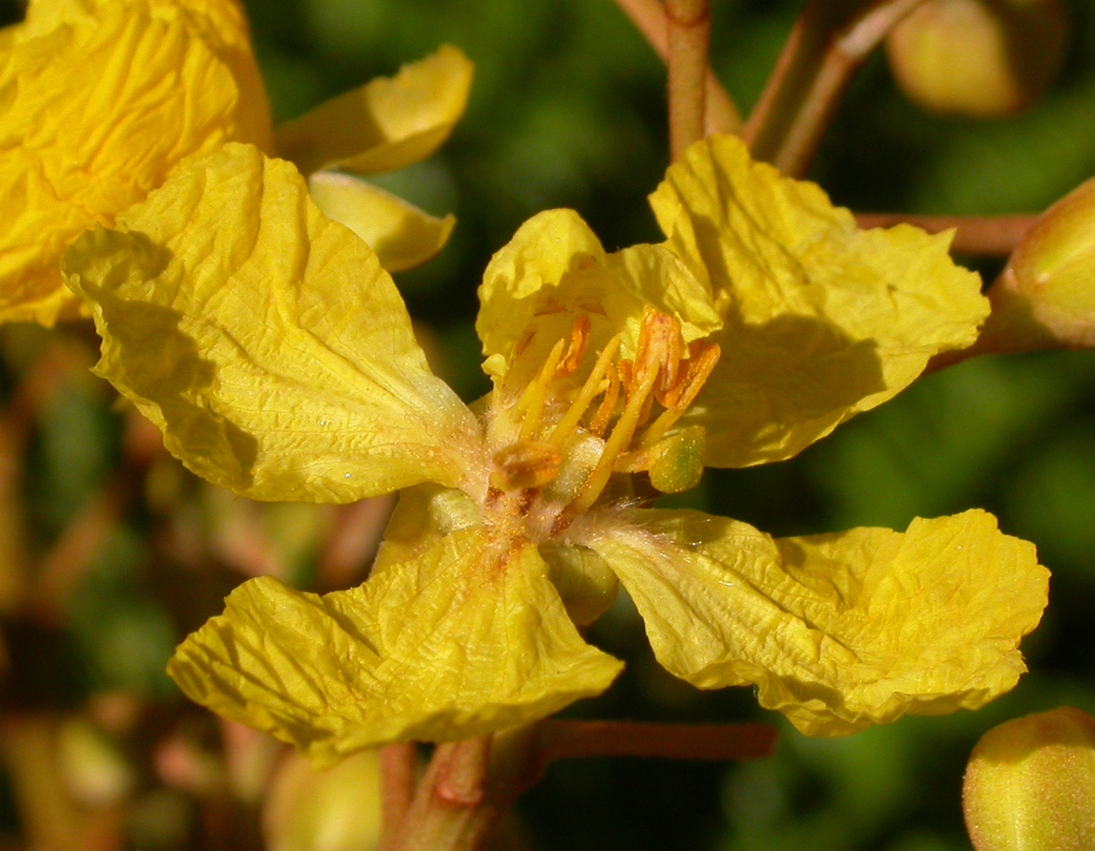 Fabaceae Peltophorum dubium