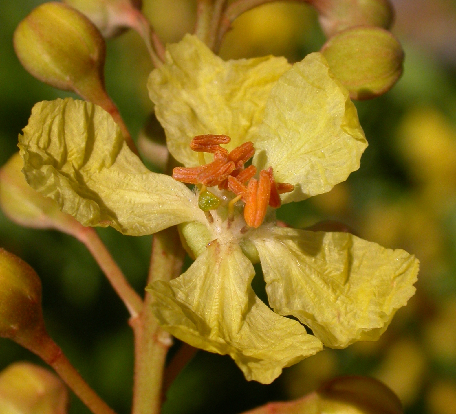 Fabaceae Peltophorum dubium