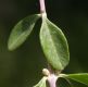 image of Aloysia gratissima