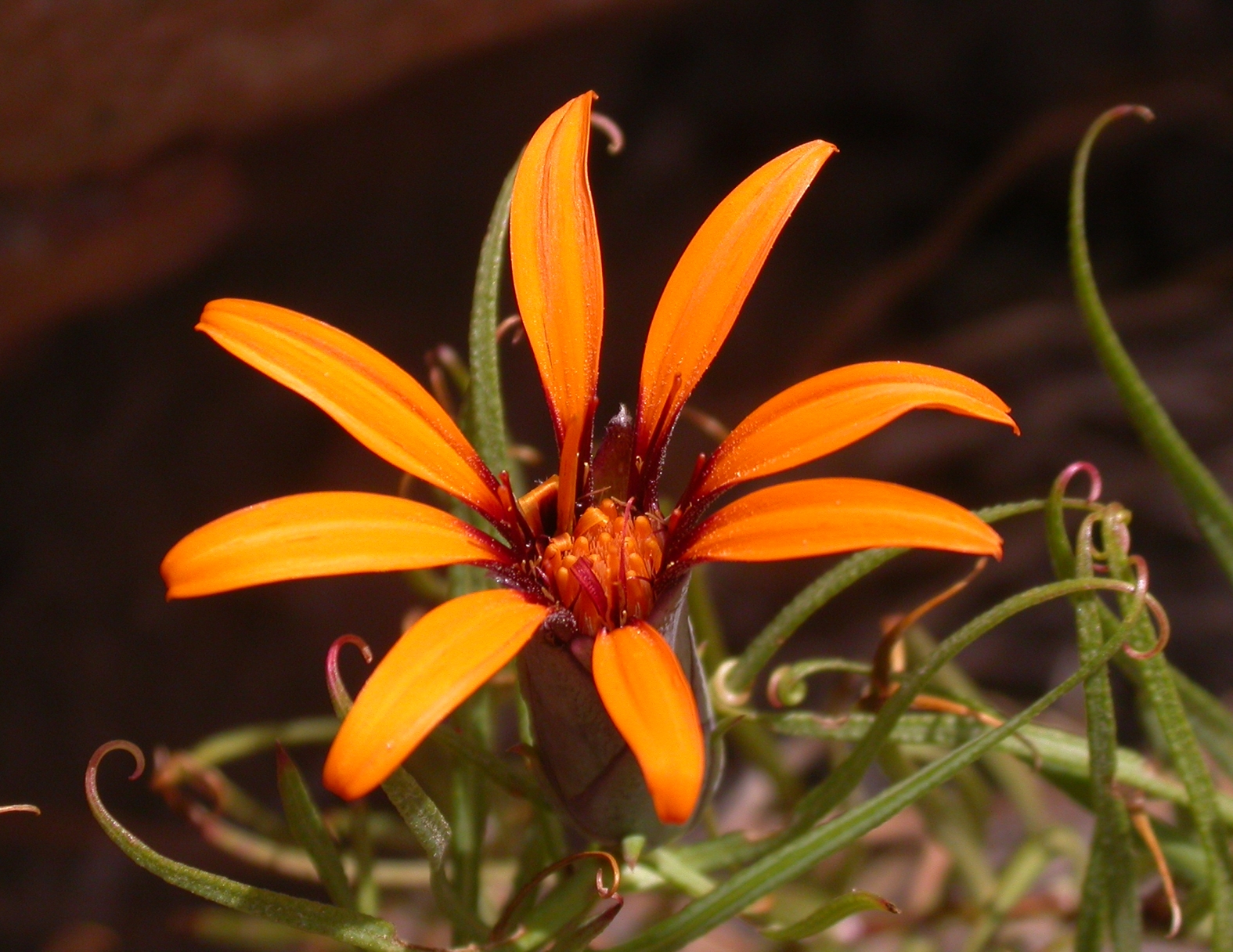 Asteraceae Mutisia friesiana