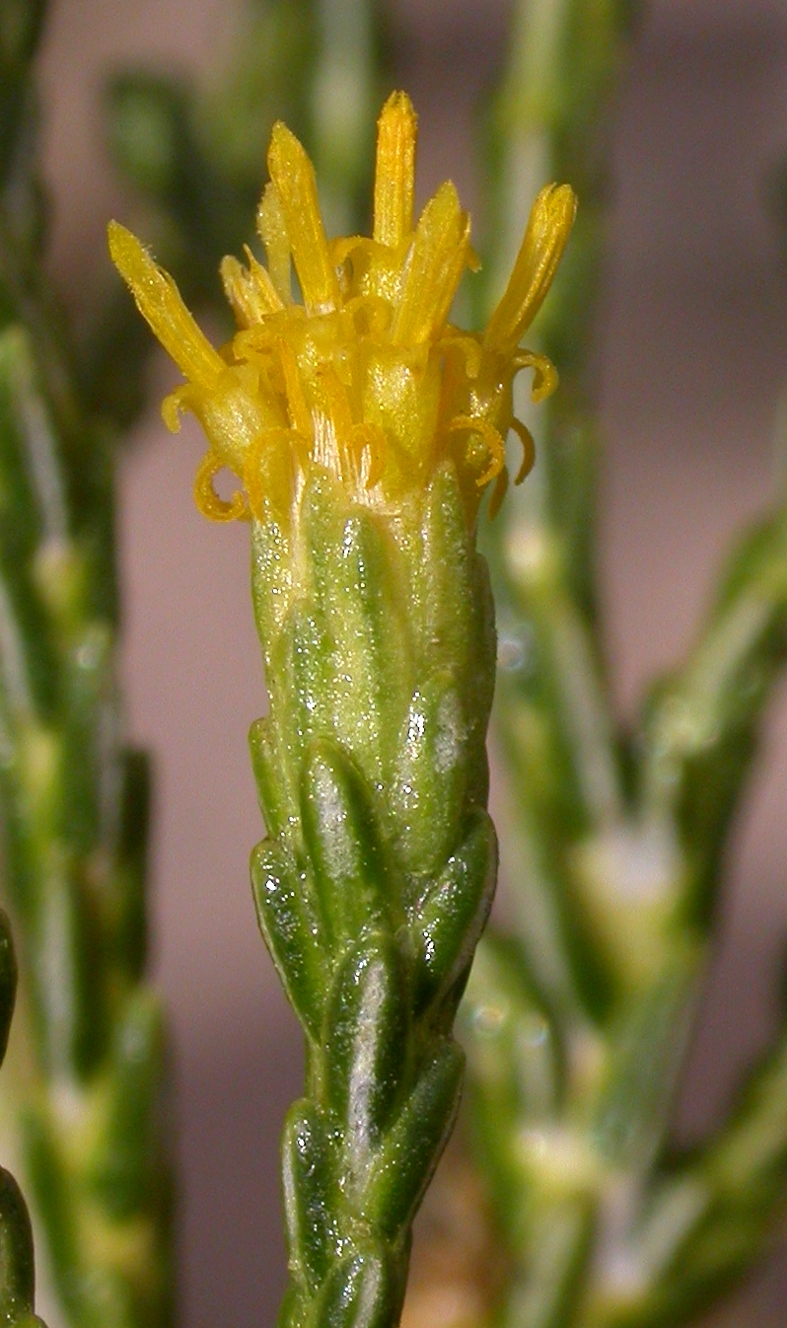 Asteraceae Parastrephia quadrangularis