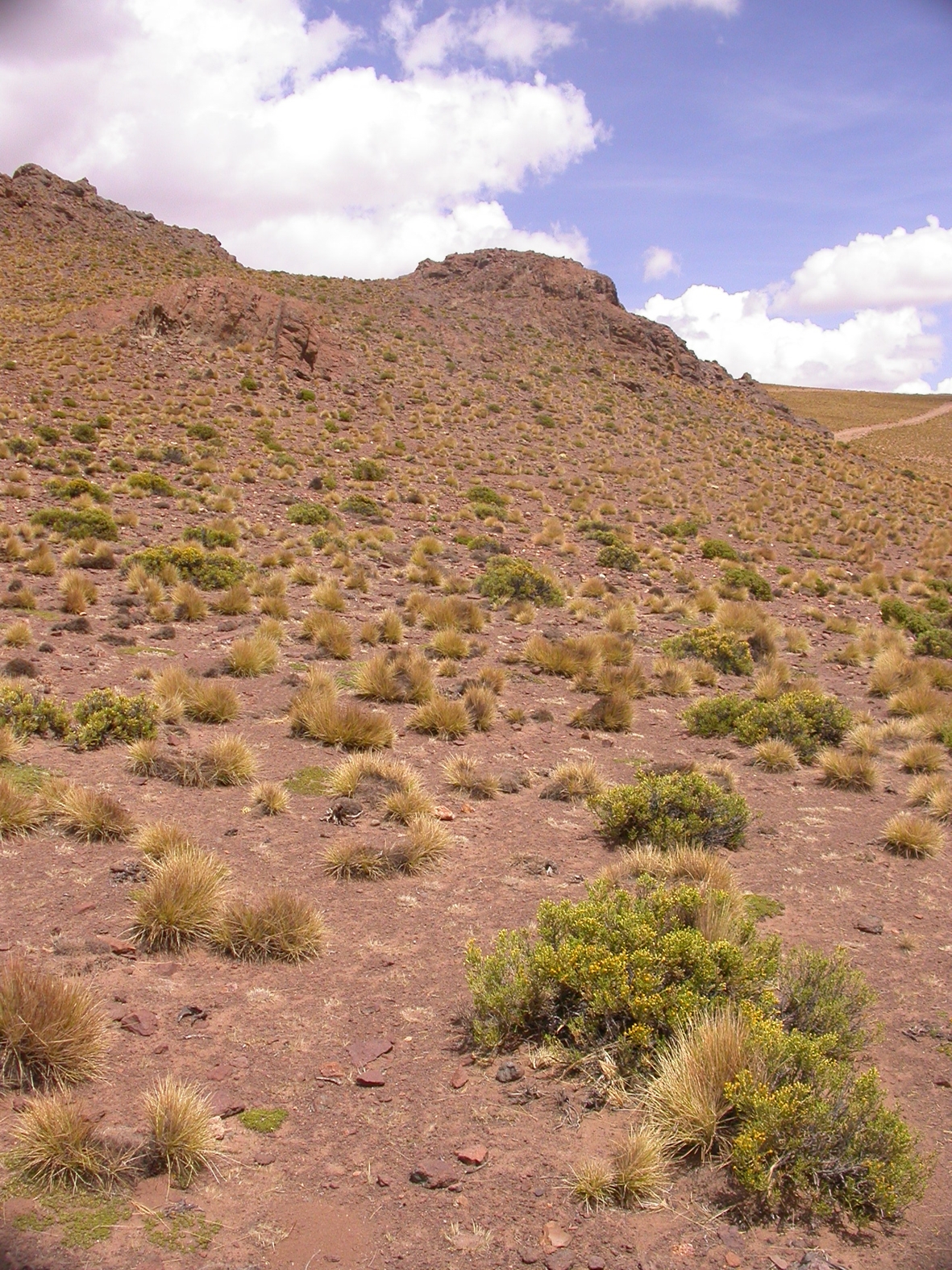 Asteraceae Parastrephia quadrangularis