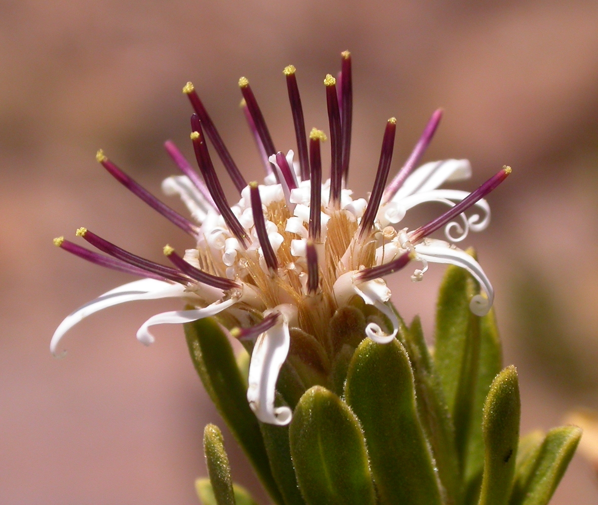 Asteraceae Plazia daphnoides