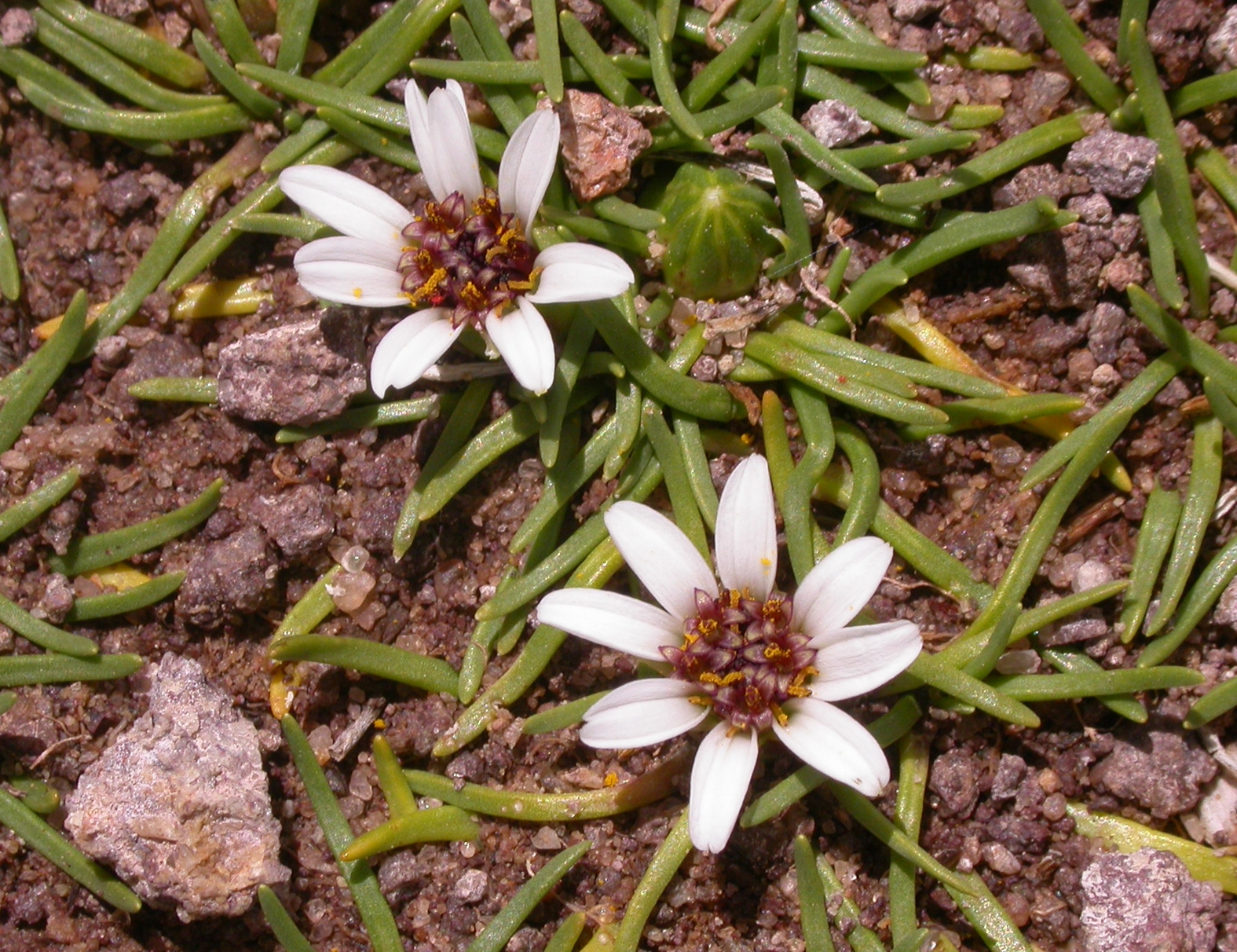 Asteraceae Werneria 