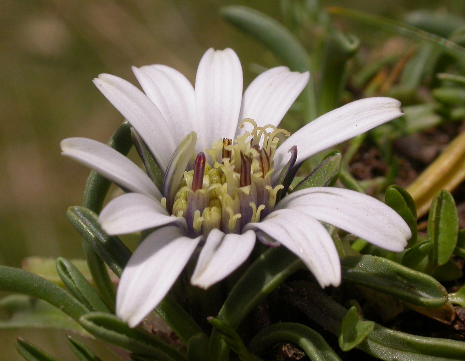 Asteraceae Werneria 