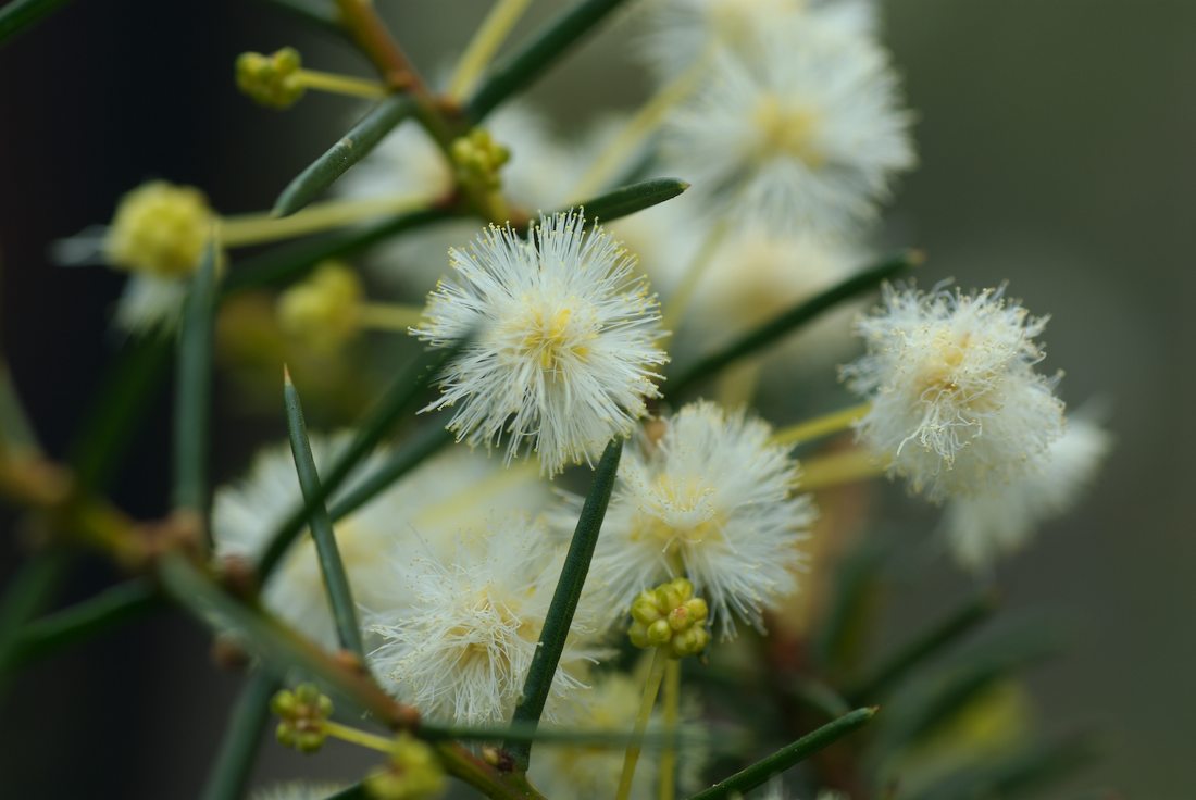 Fabaceae Acacia genistifolia