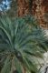 image of Macrozamia macdonnellensis