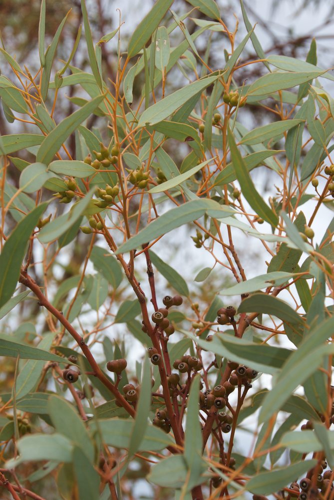 Myrtaceae Eucalyptus socialis