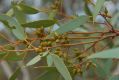 image of Eucalyptus socialis