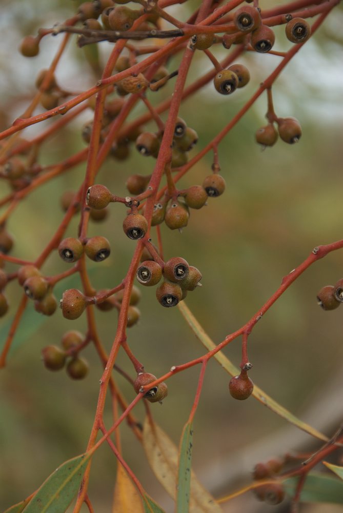 Myrtaceae Eucalyptus socialis