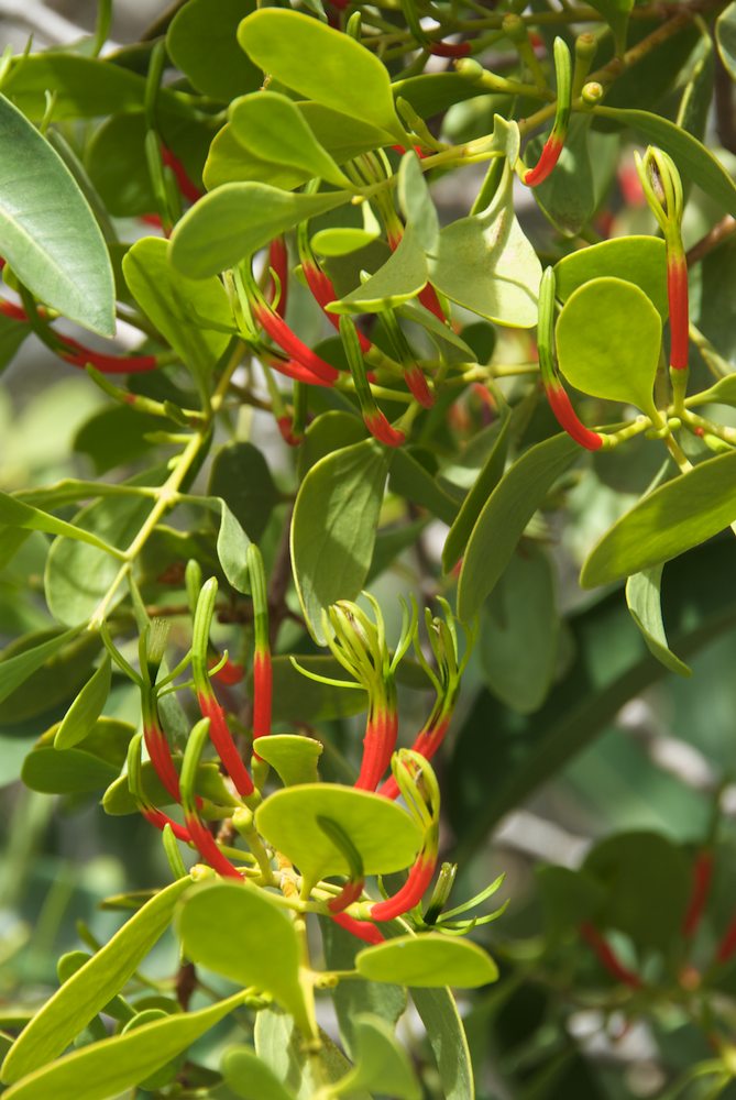 Loranthaceae Lysiana exocarpi