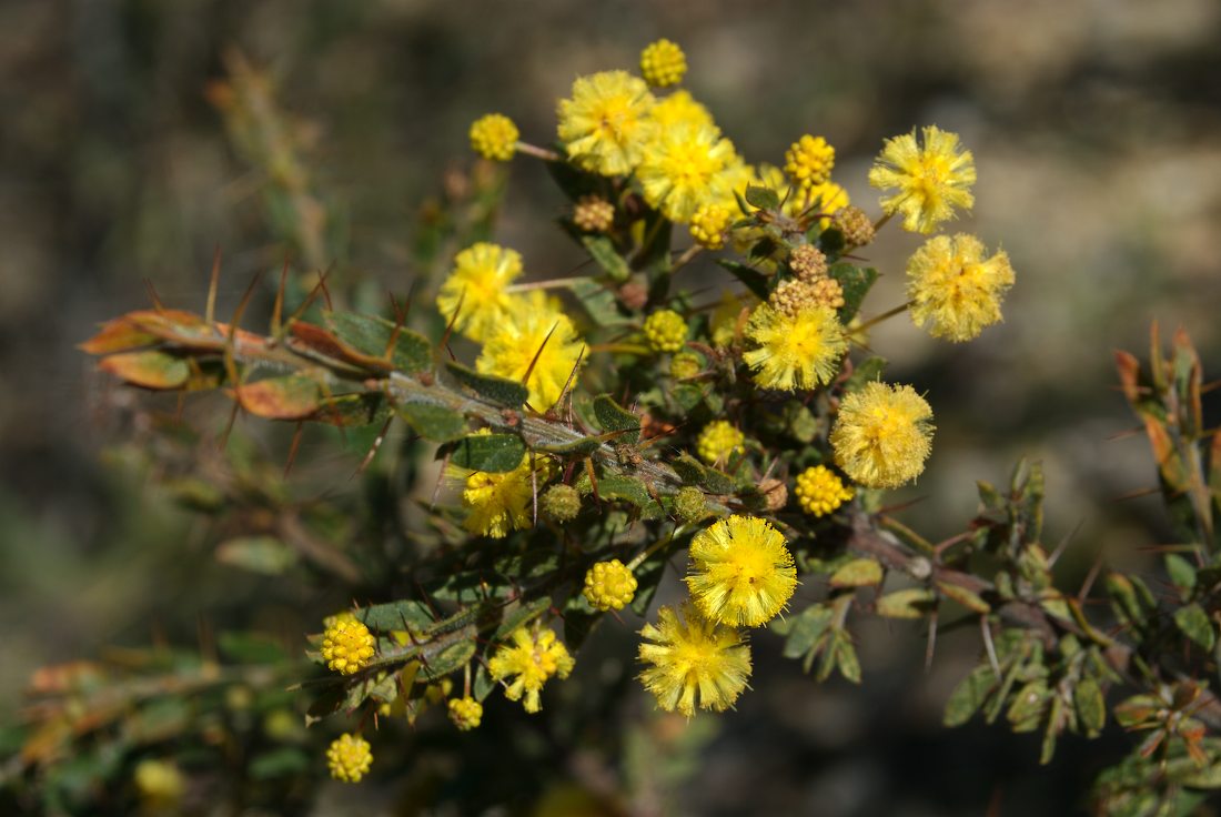 Fabaceae Acacia paradoxa