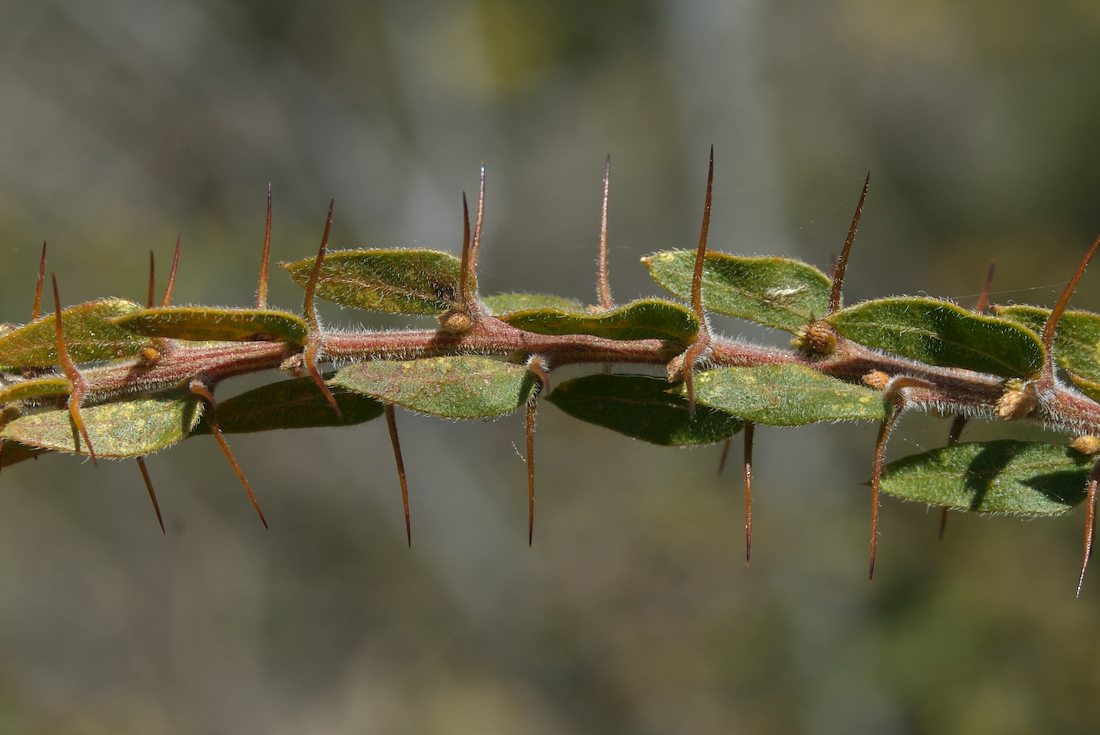 Fabaceae Acacia paradoxa