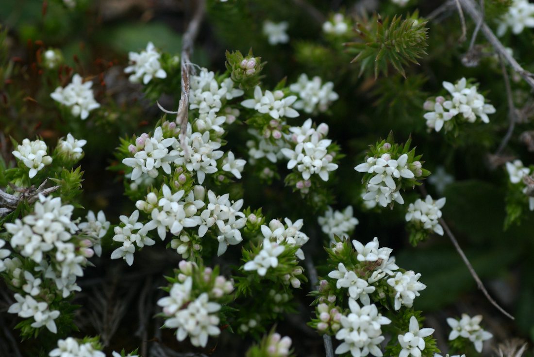 Rubiaceae Asperula conferta