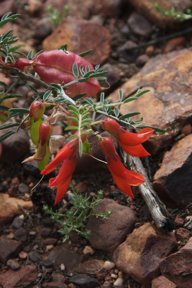 Fabaceae Lessertia fructescens