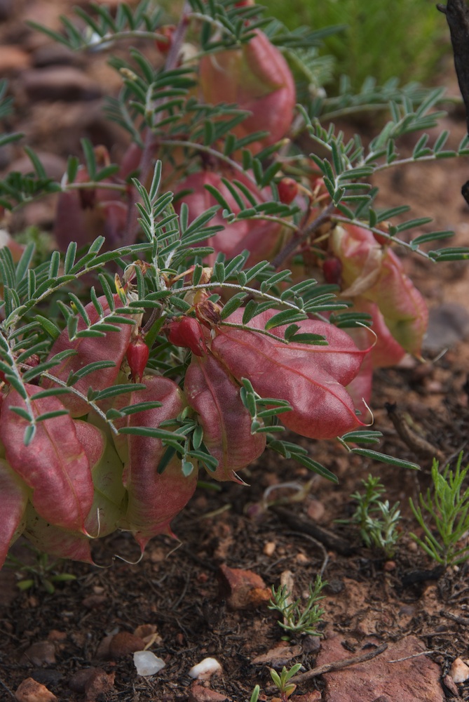 Fabaceae Lessertia fructescens