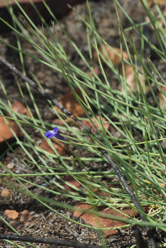 Campanulaceae Lobelia linearis