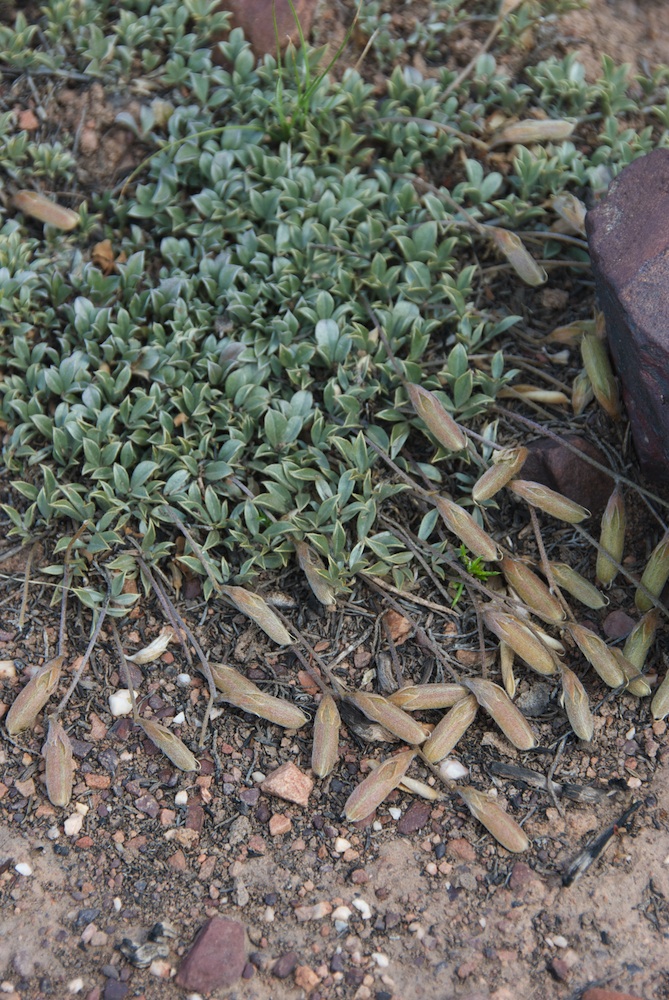 Fabaceae Lotononis argentea