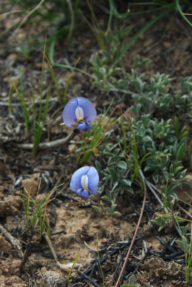 Fabaceae Lotononis argentea