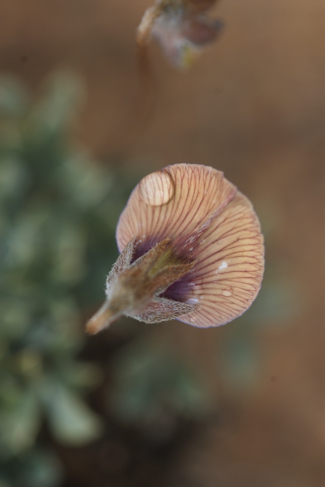 Fabaceae Lotononis argentea