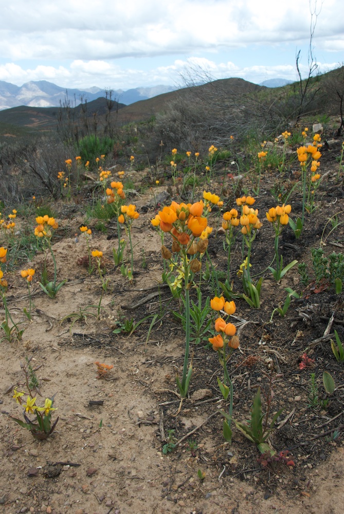 Hyacinthaceae Ornithogalum dubium