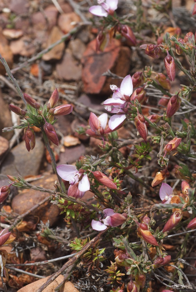 Polygalaceae Polygala microlopha