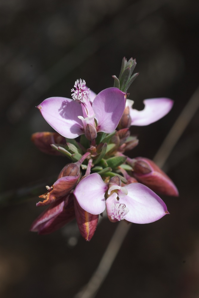 Polygalaceae Polygala microlopha