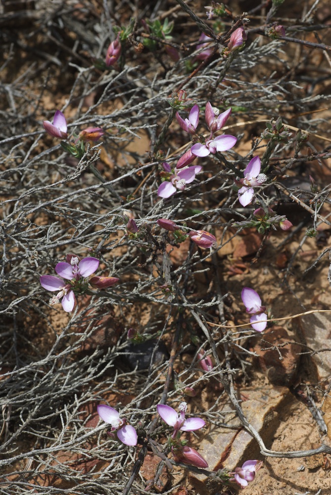 Polygalaceae Polygala microlopha