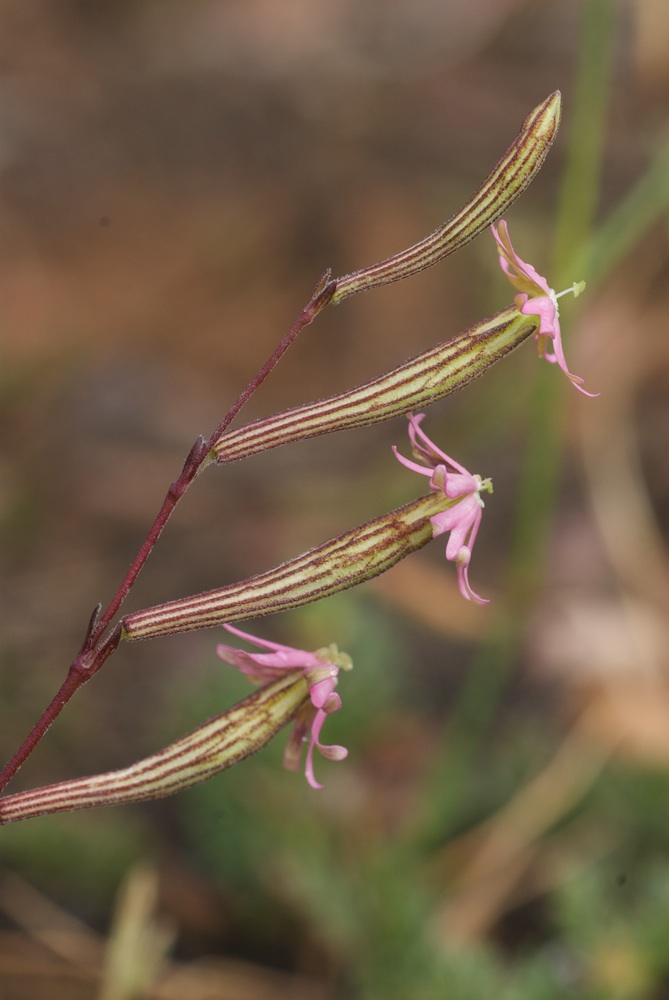 Caryophyllaceae Silene burchellii