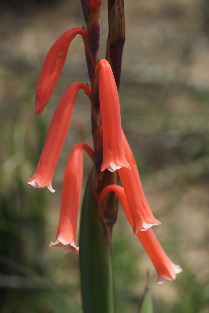 Iridaceae Watsonia aletroides