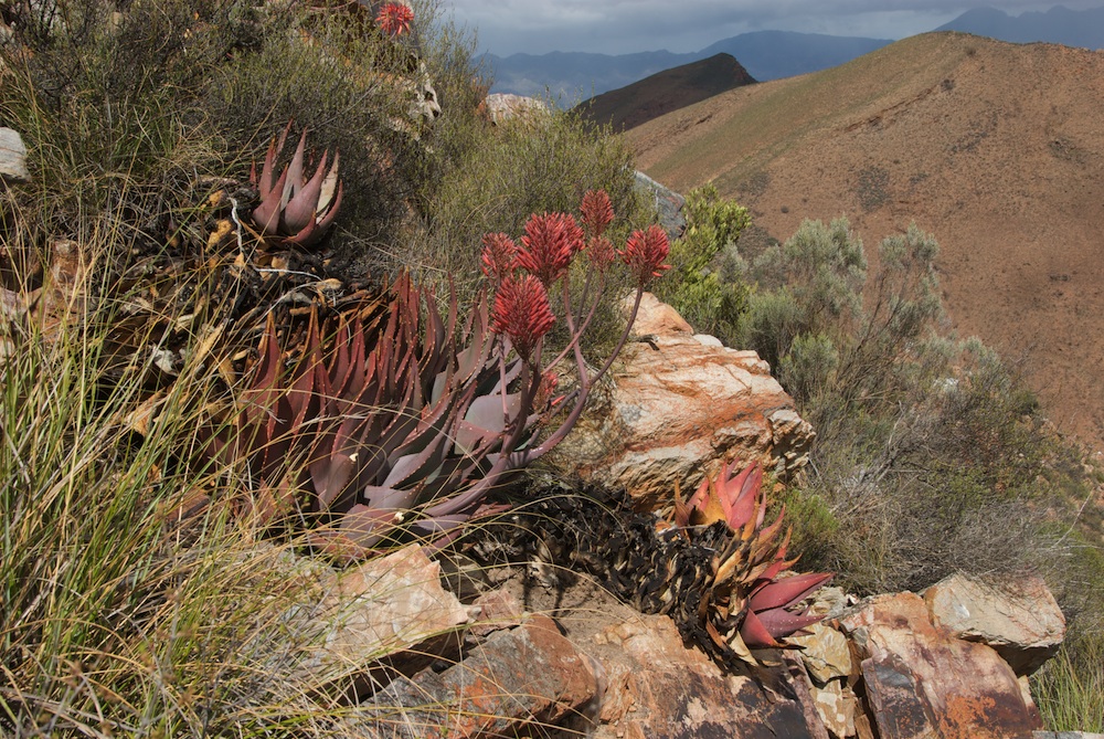 Asphodelaceae Aloe mitriformis