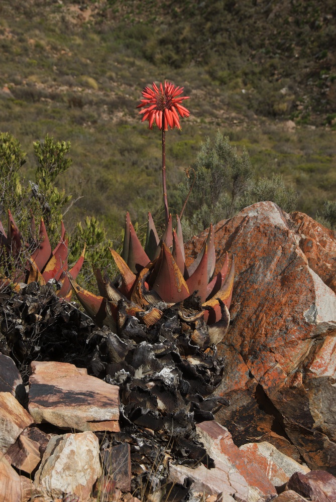 Asphodelaceae Aloe mitriformis