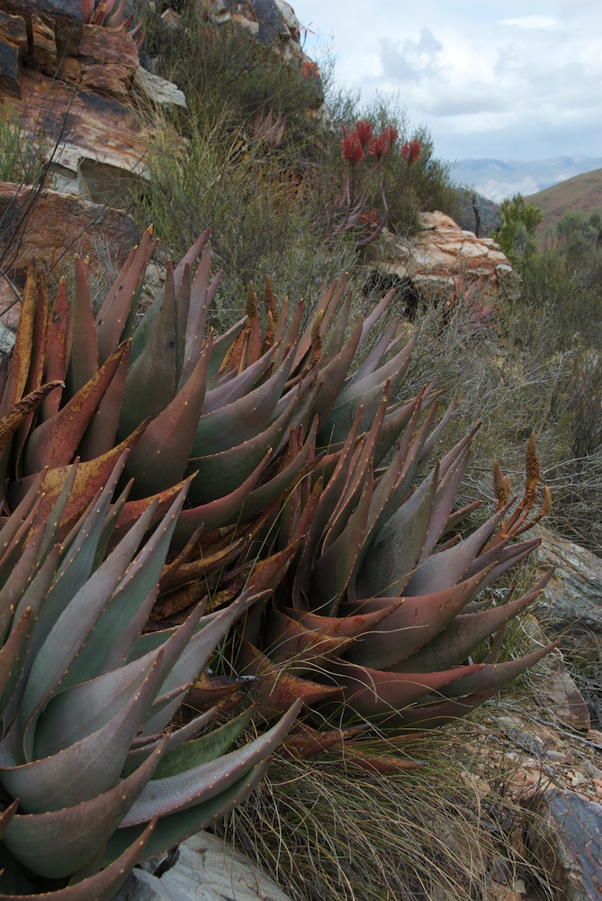 Asphodelaceae Aloe mitriformis