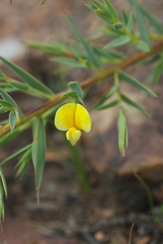 Fabaceae Aspalathus alpestris