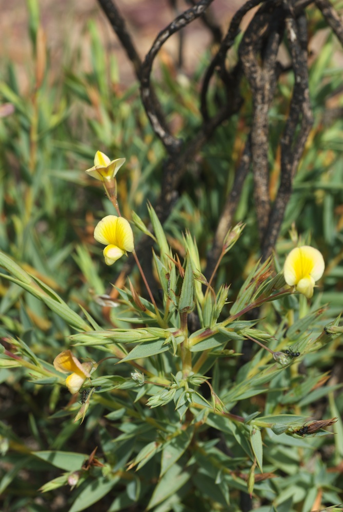 Fabaceae Aspalathus alpestris