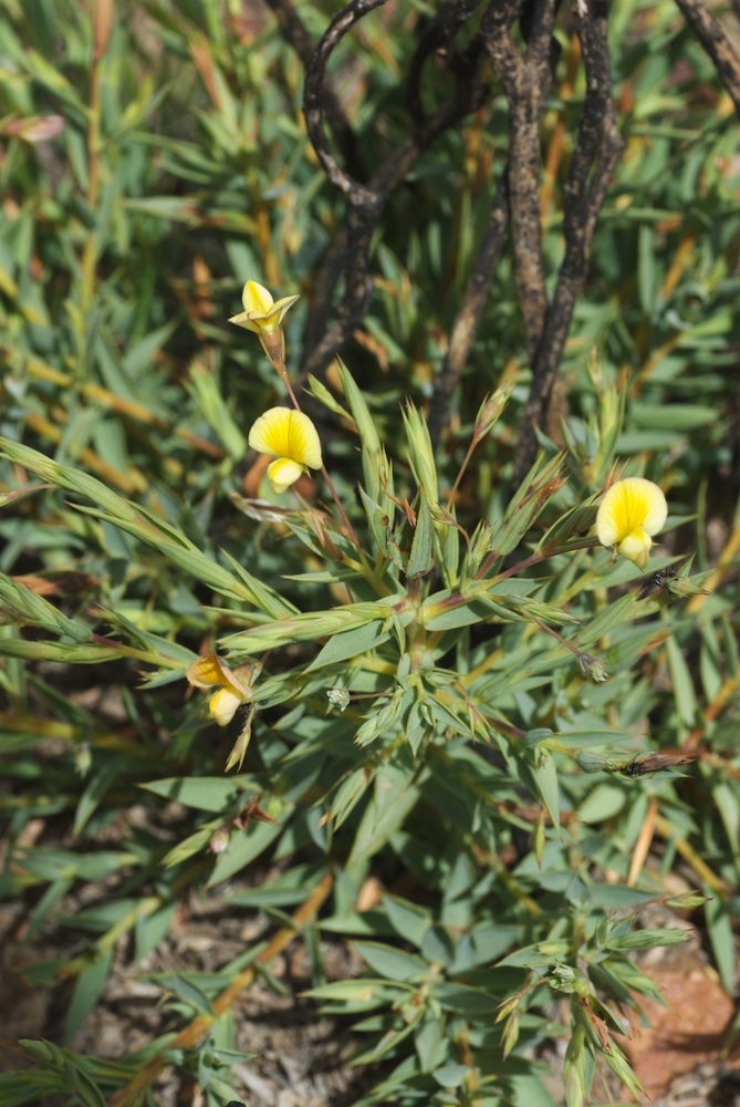 Fabaceae Aspalathus alpestris