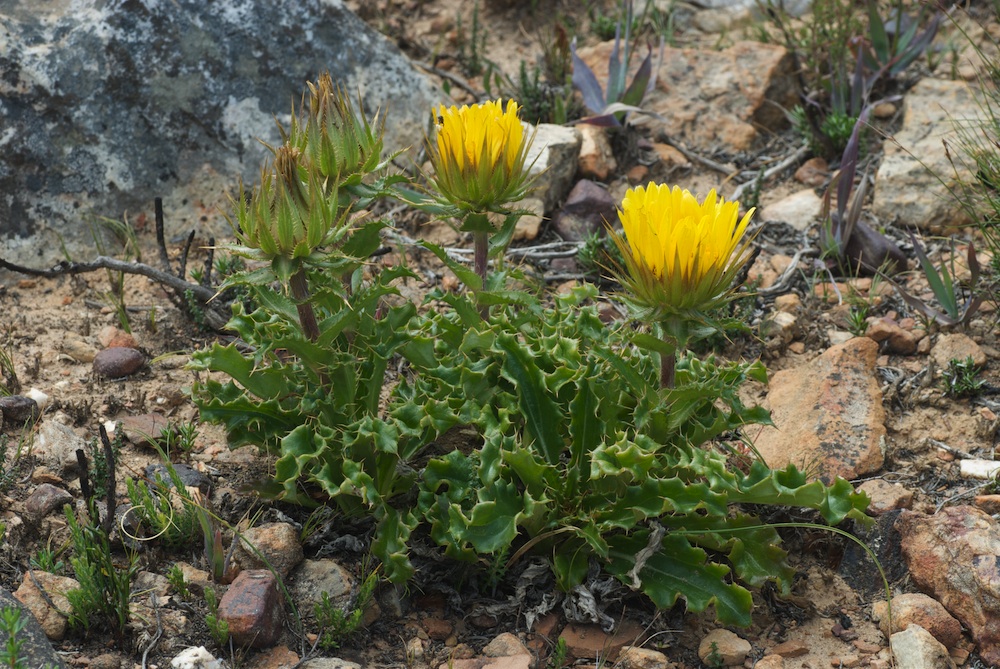 Asteraceae Berkheya armata