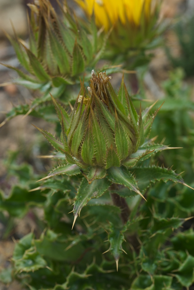 Asteraceae Berkheya armata