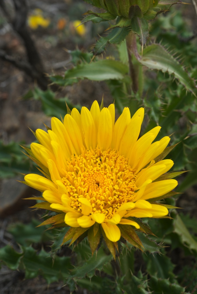 Asteraceae Berkheya armata