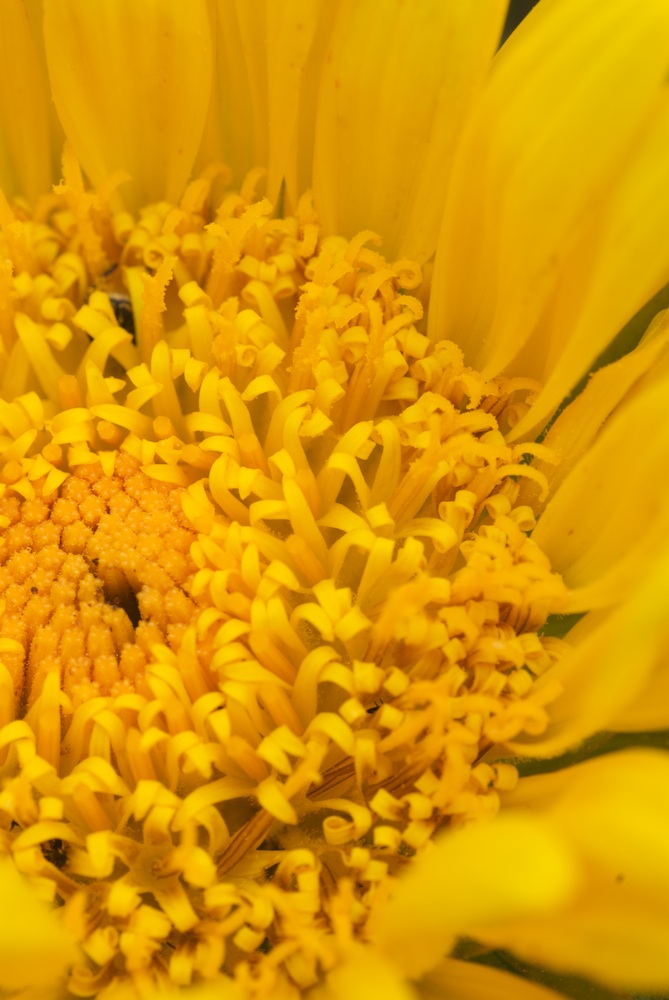 Asteraceae Berkheya armata