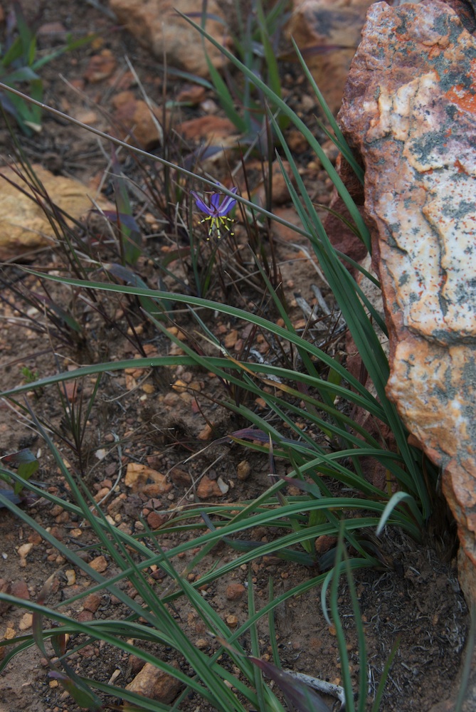 Asphodelaceae Caesia contorta