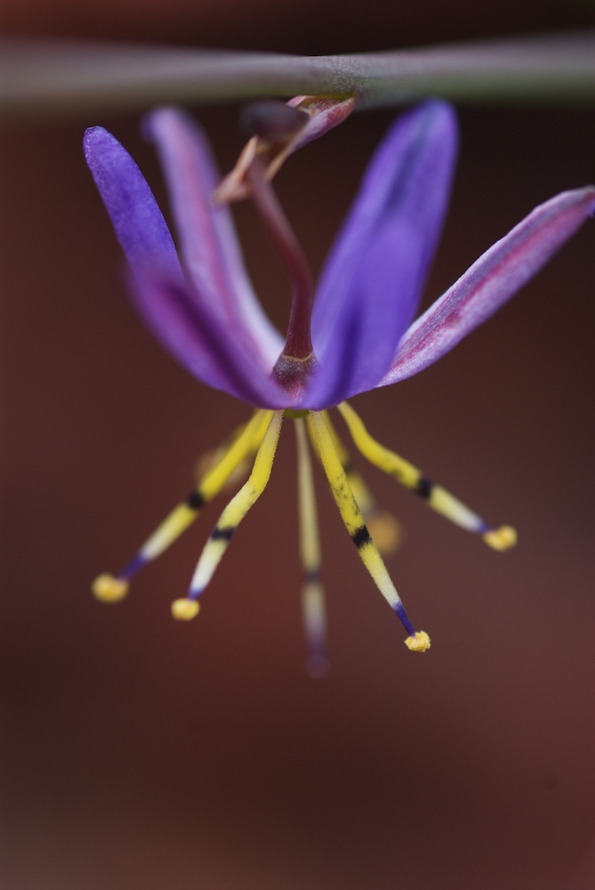 Asphodelaceae Caesia contorta